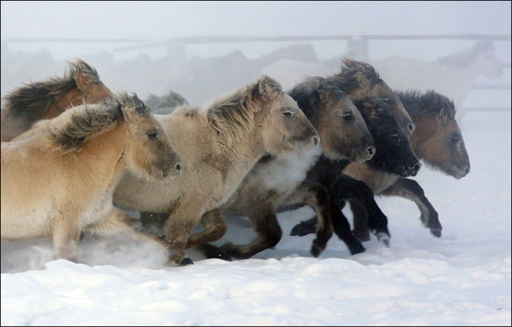 Yakutian Horses